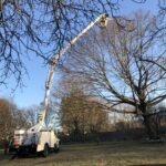 Precision Tree Pruning Services in Framingham, MA and Nearby Areas