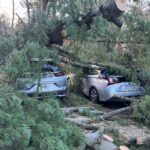 Rapid Response Tree Removal in Framingham, MA and Nearby Communities