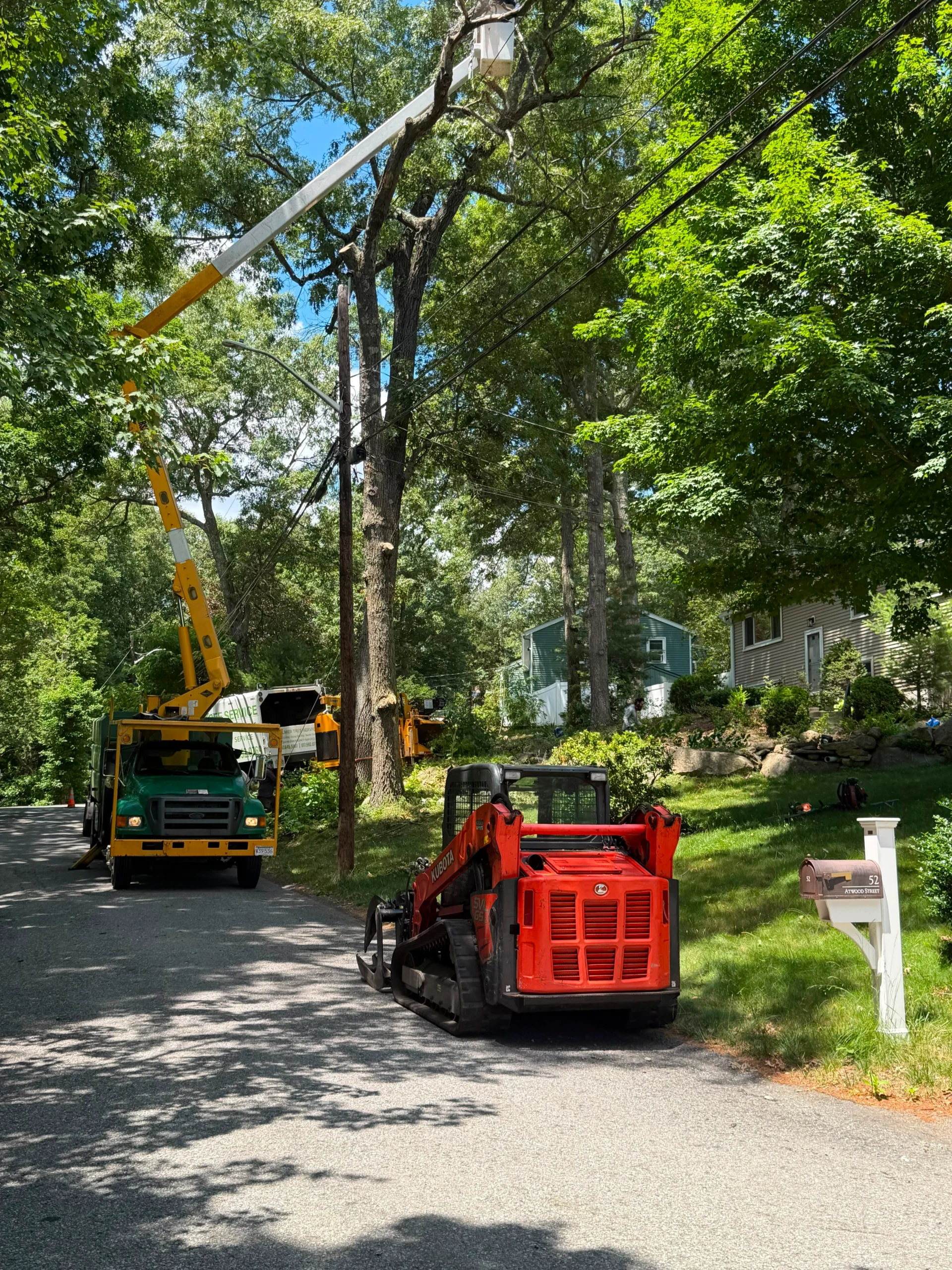 Hazardous Tree Removal Solutions in Framingham, MA and Surrounding Areas