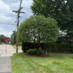 Year-Round Tree Pruning Services in Framingham, MA and Surrounding Areas