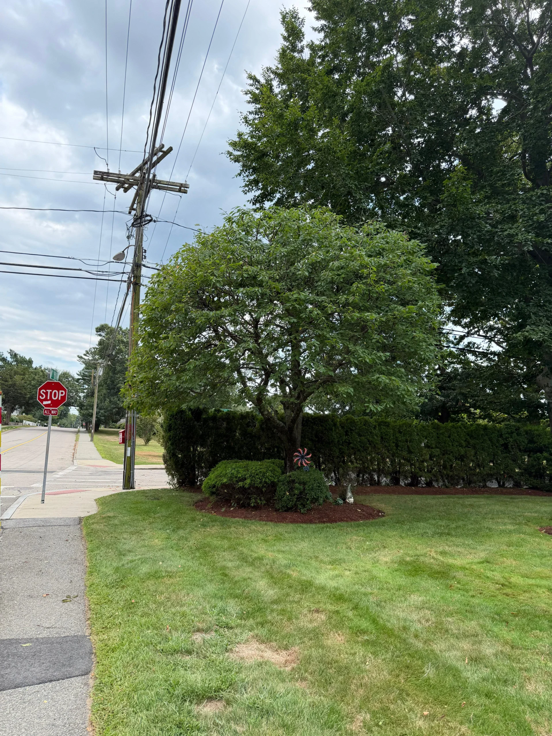Year-Round Tree Pruning Services in Framingham, MA and Surrounding Areas