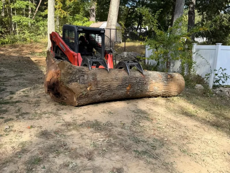 What to Expect on Tree Removal Day: A Step by Step Look for Homeowners