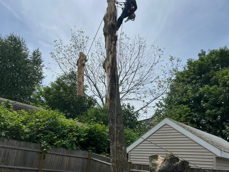 How Tree Pruning Helps Reduce Shade in Overgrown Backyards