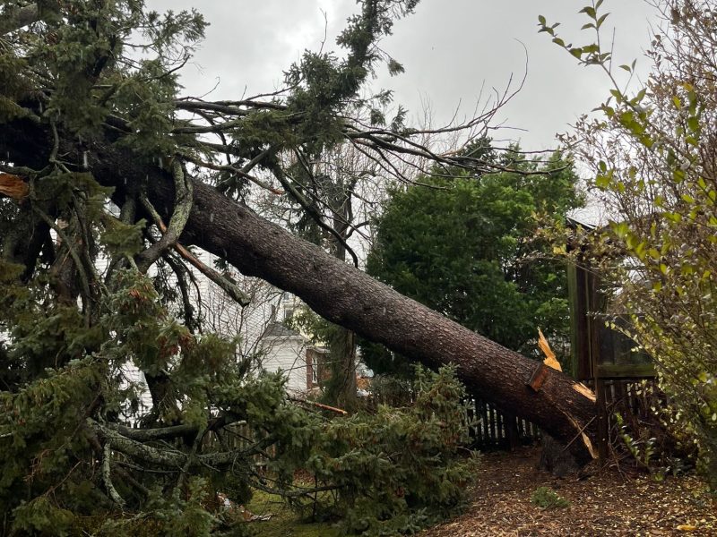 The Benefits Of Emergency Tree Services