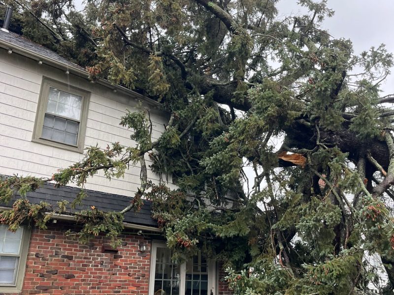 How Tree Removal Protects Your Home and Surroundings