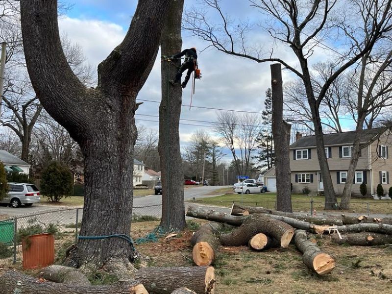 Advanced Tree Climbing Services in Framingham, MA for Complex Removals