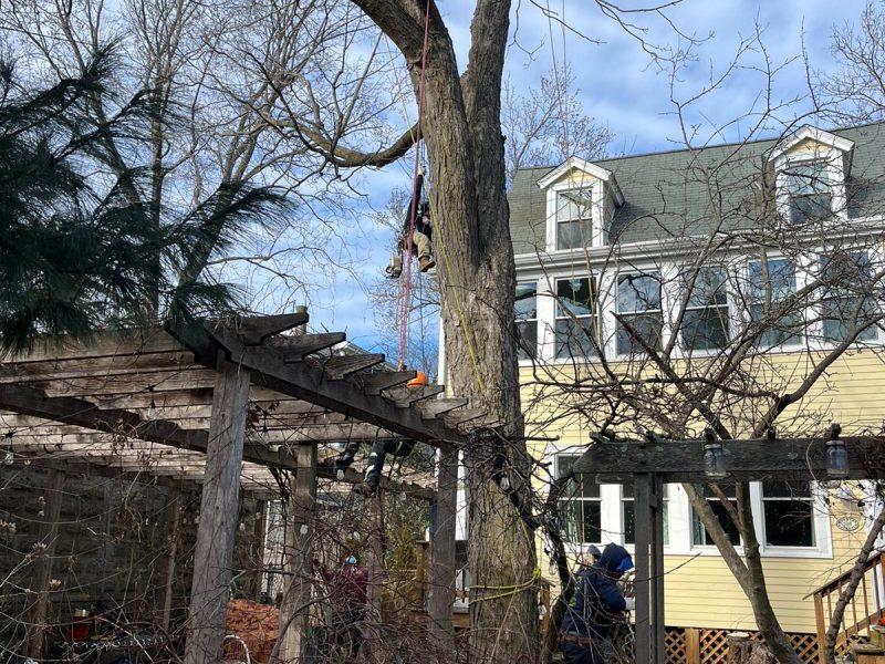 The Most Common Tree Pruning Mistakes — and Why Hiring Professionals Matters