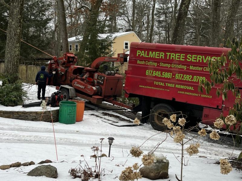 Prepare Your Trees for Winter in Framingham: A Step-by-Step Guide