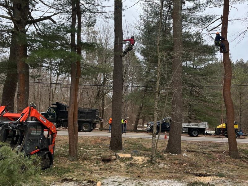 How to Know When Your Trees Need Pruning