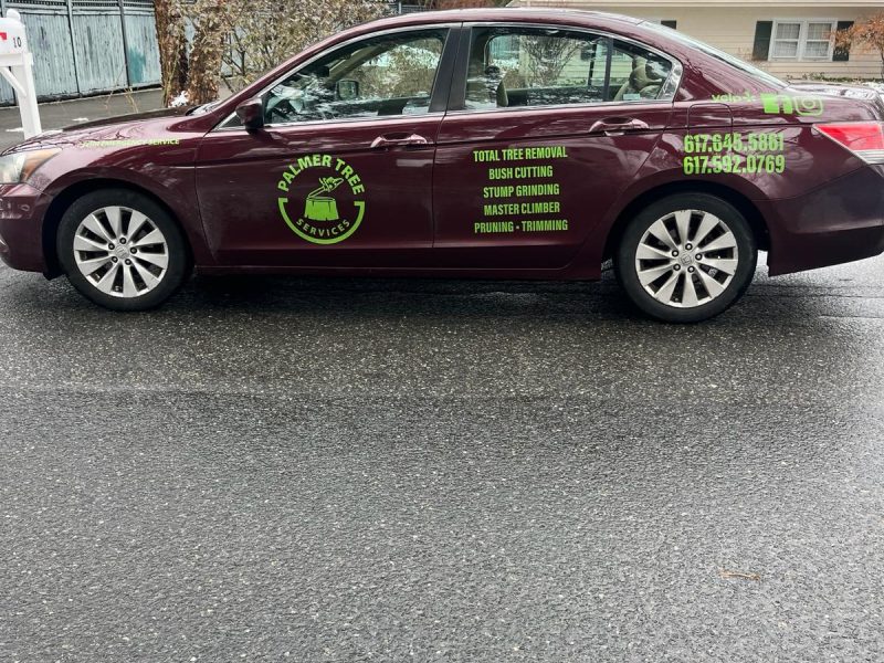 Residential vs. Commercial: Which Tree Services Does Your Framingham Property Need?
