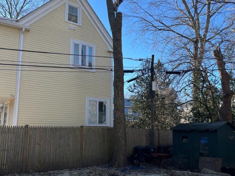 Common Tree Problems And How To Solve Them