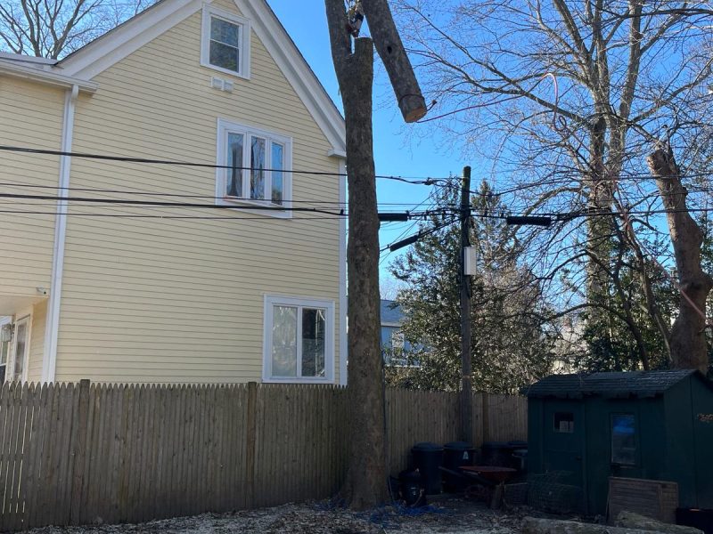 How Tree Removal Can Improve Usable Space in Tight Residential Properties