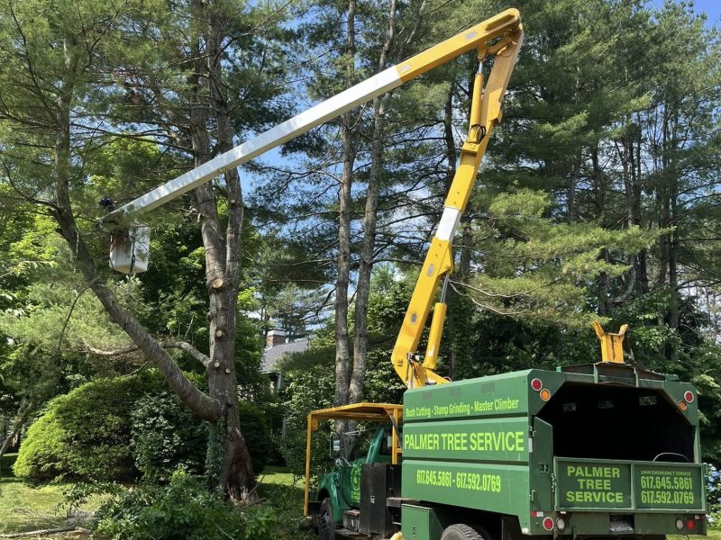 Professional Tree Removal in Framingham, MA: When Safety Comes First