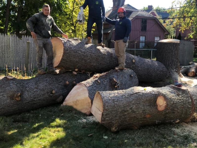 Tree Removal Services