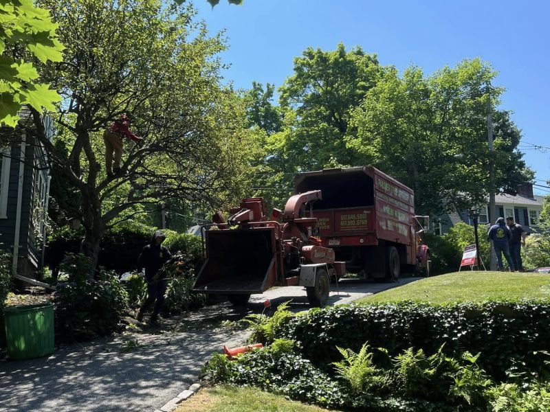 How to Protect Your Trees from Climate Change: Strategies Adapted for Framingham