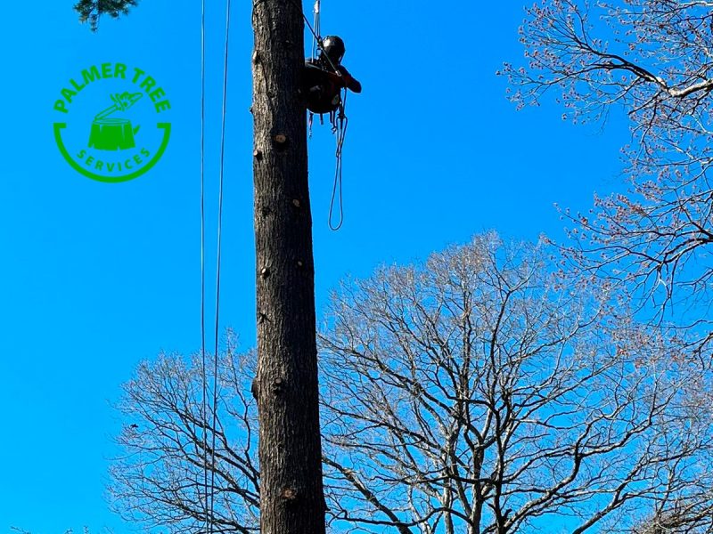 Expert Tree Pruning Services in Framingham, MA for Healthy Growth