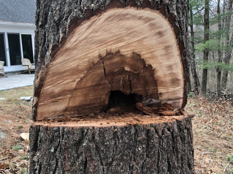 How Regular Tree Service Fits Into Your Home Maintenance Plan