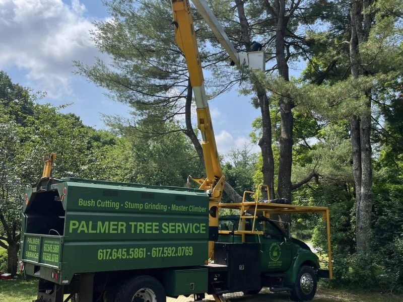 Tree Pruning Services