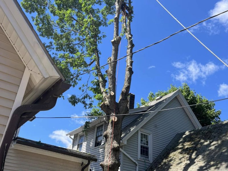 Benefits of Professional Tree Pruning for a Healthy Yard