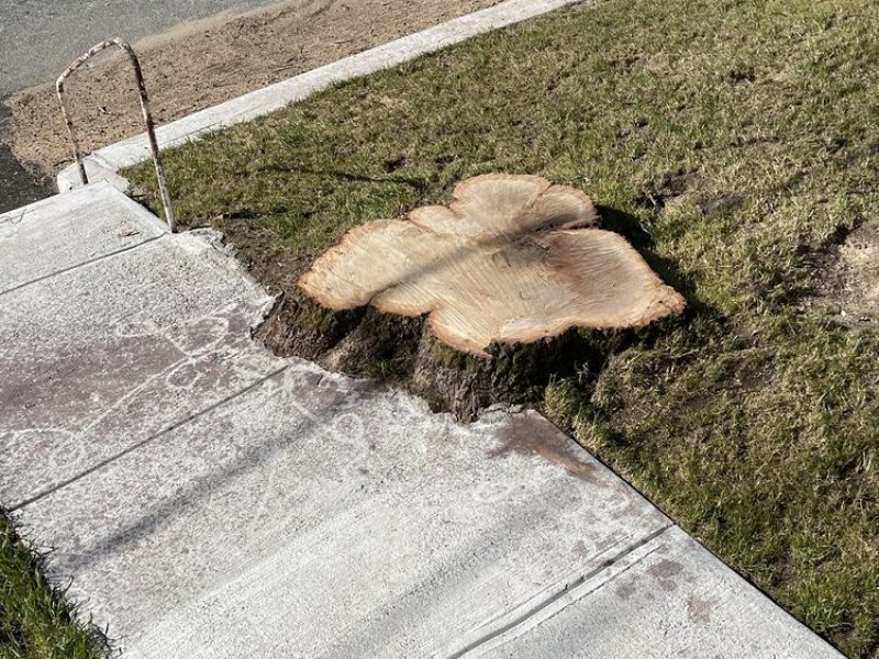 Why You Shouldn’t Leave Old Tree Stumps in Your Yard