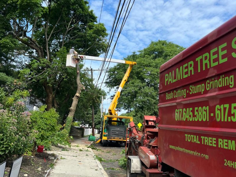 How Proper Pruning Extends a Tree’s Lifespan