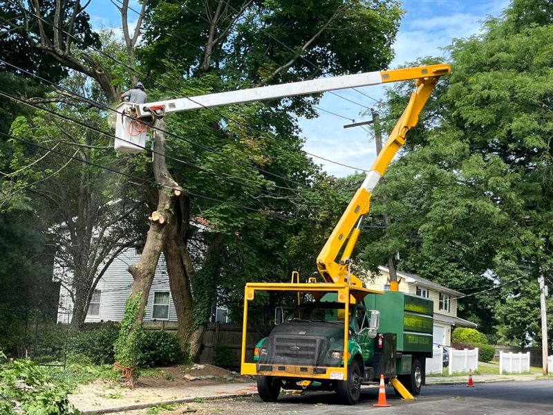 Why Is Regular Tree Pruning Important? Benefits You Can’t Ignore