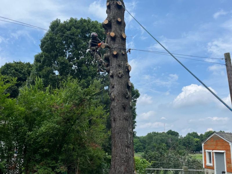 Master Climber Services