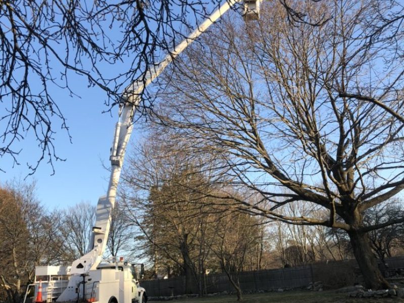 Precision Tree Pruning Services in Framingham, MA and Nearby Areas