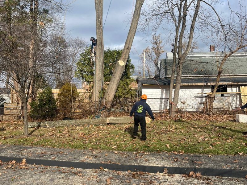 High-Access Tree Care from Our Master Climber in Framingham, MA and Nearby Communities