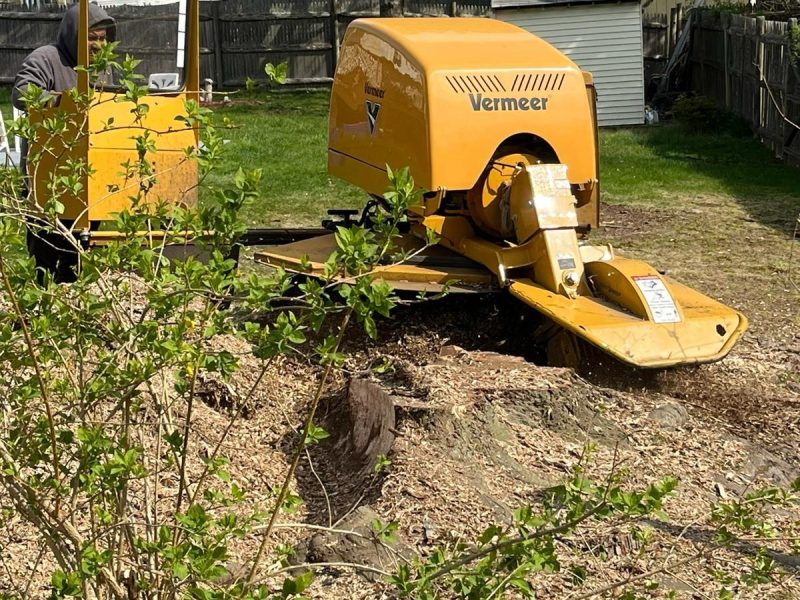 Thorough Stump Grinding Services for Framingham, MA and Surrounding Areas