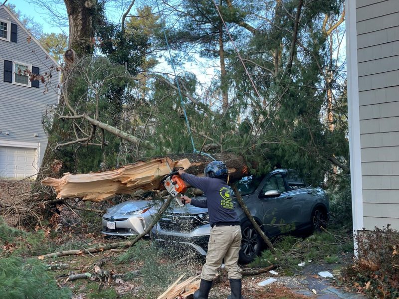 How to Prevent Tree-Related Accidents: Risk Assessment for Your Property