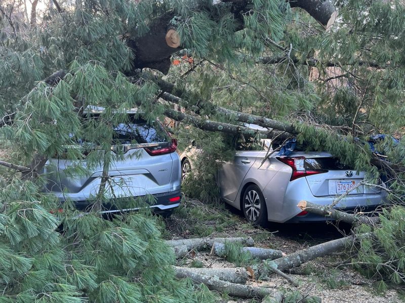 Rapid Response Tree Removal in Framingham, MA and Nearby Communities