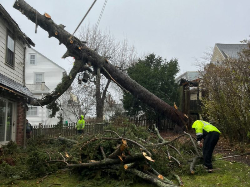 What Homeowners Should Never Do After a Tree Falls on Their Property