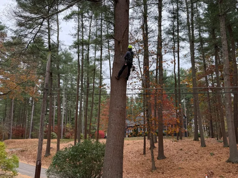 How Regular Tree Maintenance Protects Your Property and Saves You Money