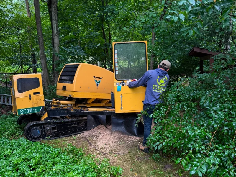 Grinding Away Stubborn Stumps in Framingham, MA and Surrounding Areas