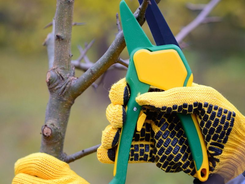 Tree Pruning in Framingham, MA: Strengthen Your Trees Before Problems Appear