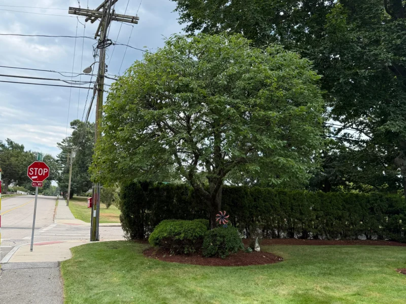 Year-Round Tree Pruning Services in Framingham, MA and Surrounding Areas