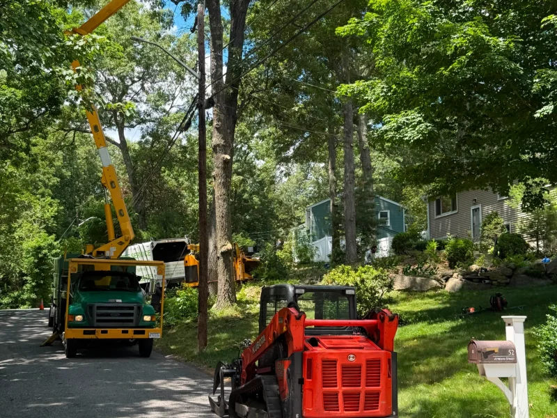 Hazardous Tree Removal Solutions in Framingham, MA and Surrounding Areas