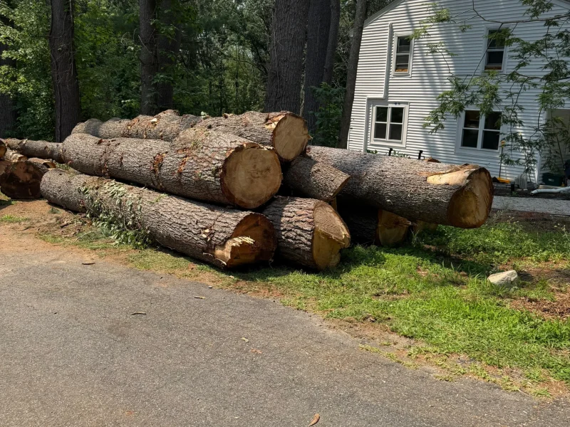 Dead Tree Removal Services in Framingham, MA and Nearby Areas