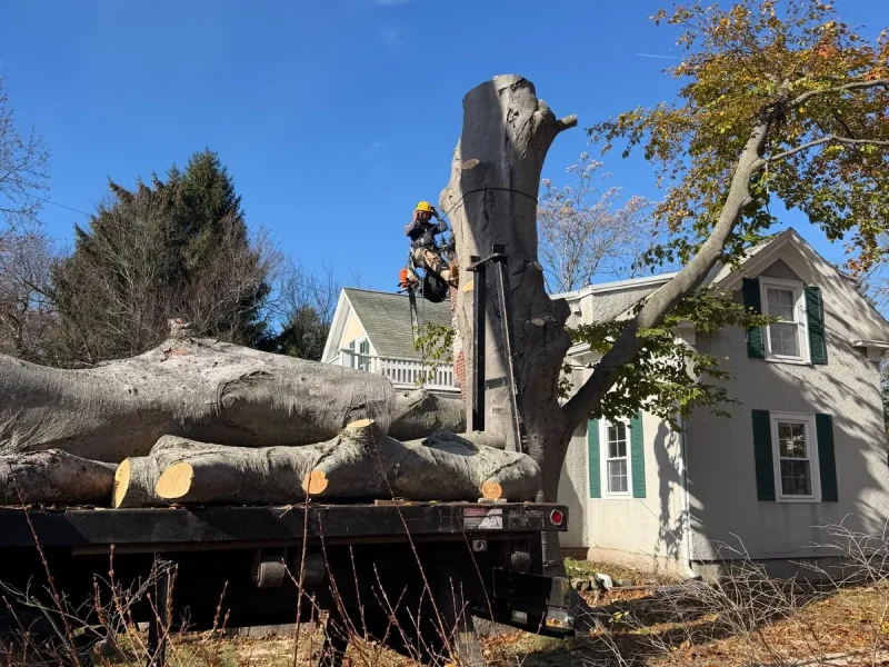 When Tree Removal Becomes a Necessary Investment