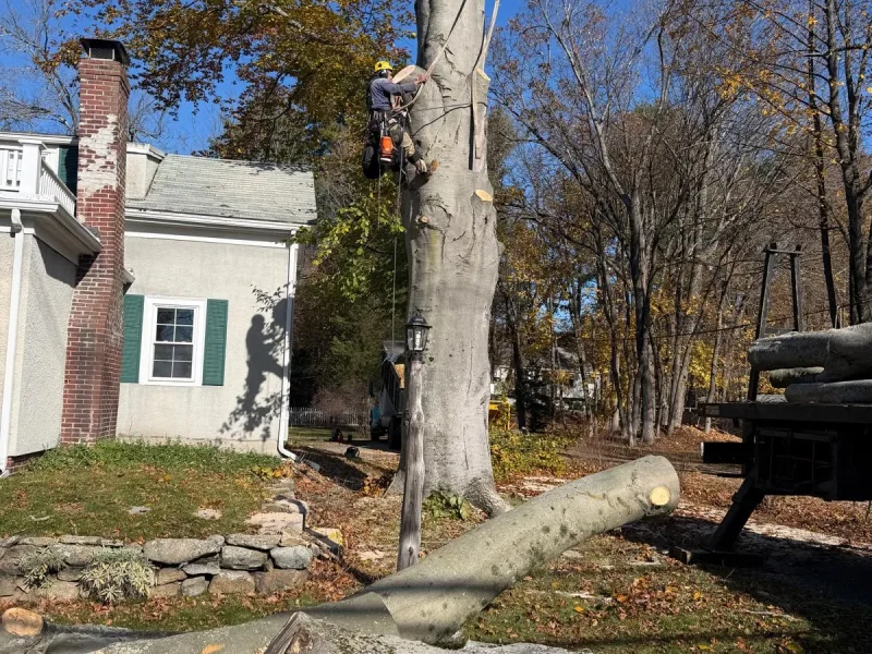 Warning Signs a Tree Needs Removal, Not Just Pruning