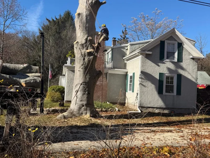 Professional Tree Services in Framingham, MA