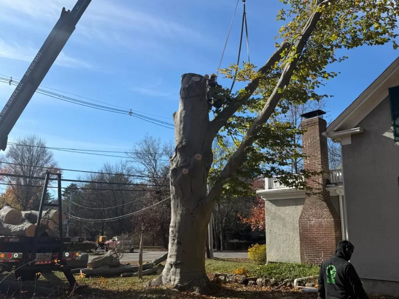 How to Decide Which Trees to Remove First on a Crowded Property