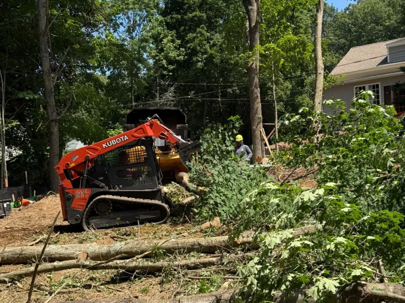 How Removing Crowded Trees Helps the Best Ones Grow Stronger