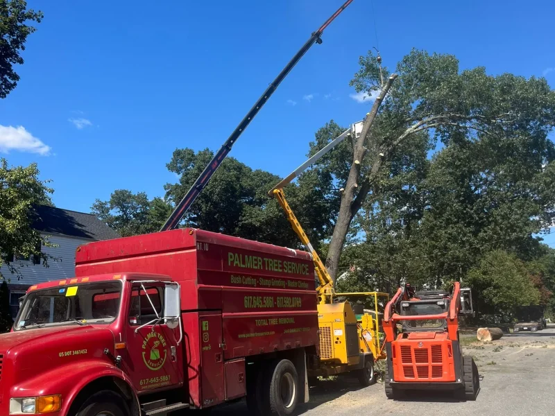 Choosing Resilient Tree Species for Massachusetts’ Changing Climate