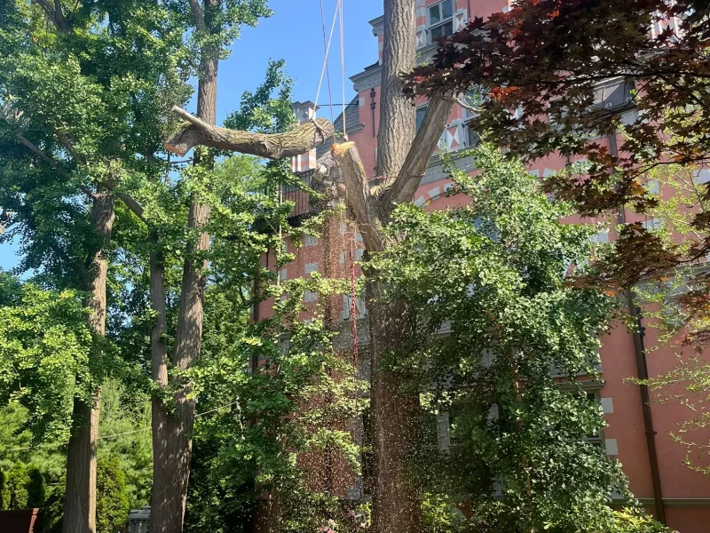 Property Safety Tree Removal Solutions in Framingham, MA and Nearby Communities