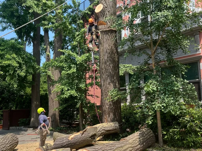 How Removing a High Risk Tree Can Protect Nearby Structures and Vehicles