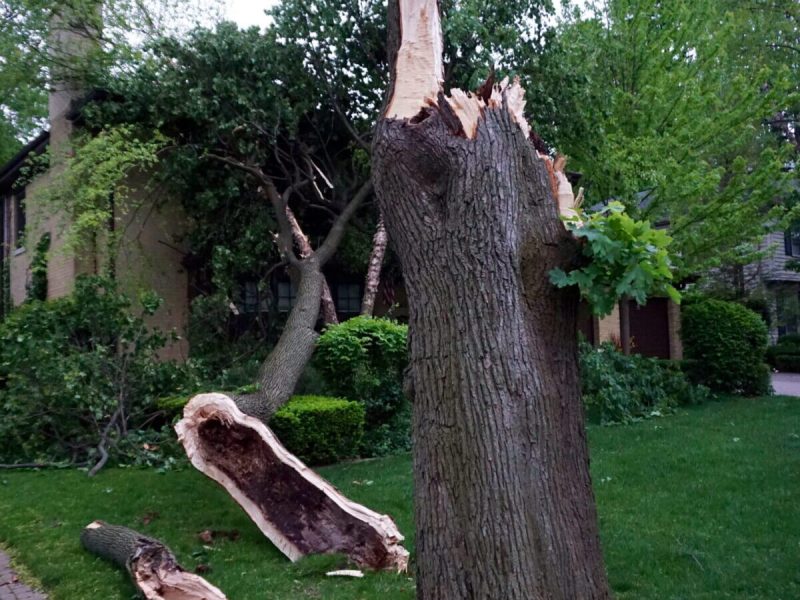 Emergency Tree Services in Framingham, MA: Fast Response When Every Minute Matters